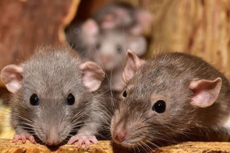 Bumper crops mean mouse plague, southern Qld facing worst