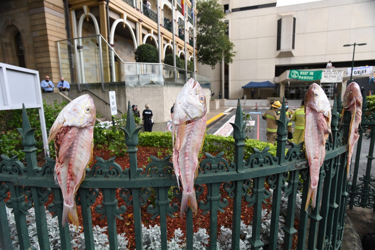 Dead fish are seen spiked on the fence outside Queensland Parliament House in Brisbane, Wednesday, October 13, 2021. Queensland Parliament has been disrupted by Extinction Rebellion protestors after a protestor climbed onto the roof of the parliamentary annexe building. (AAP Image/Darren England) NO ARCHIVING
