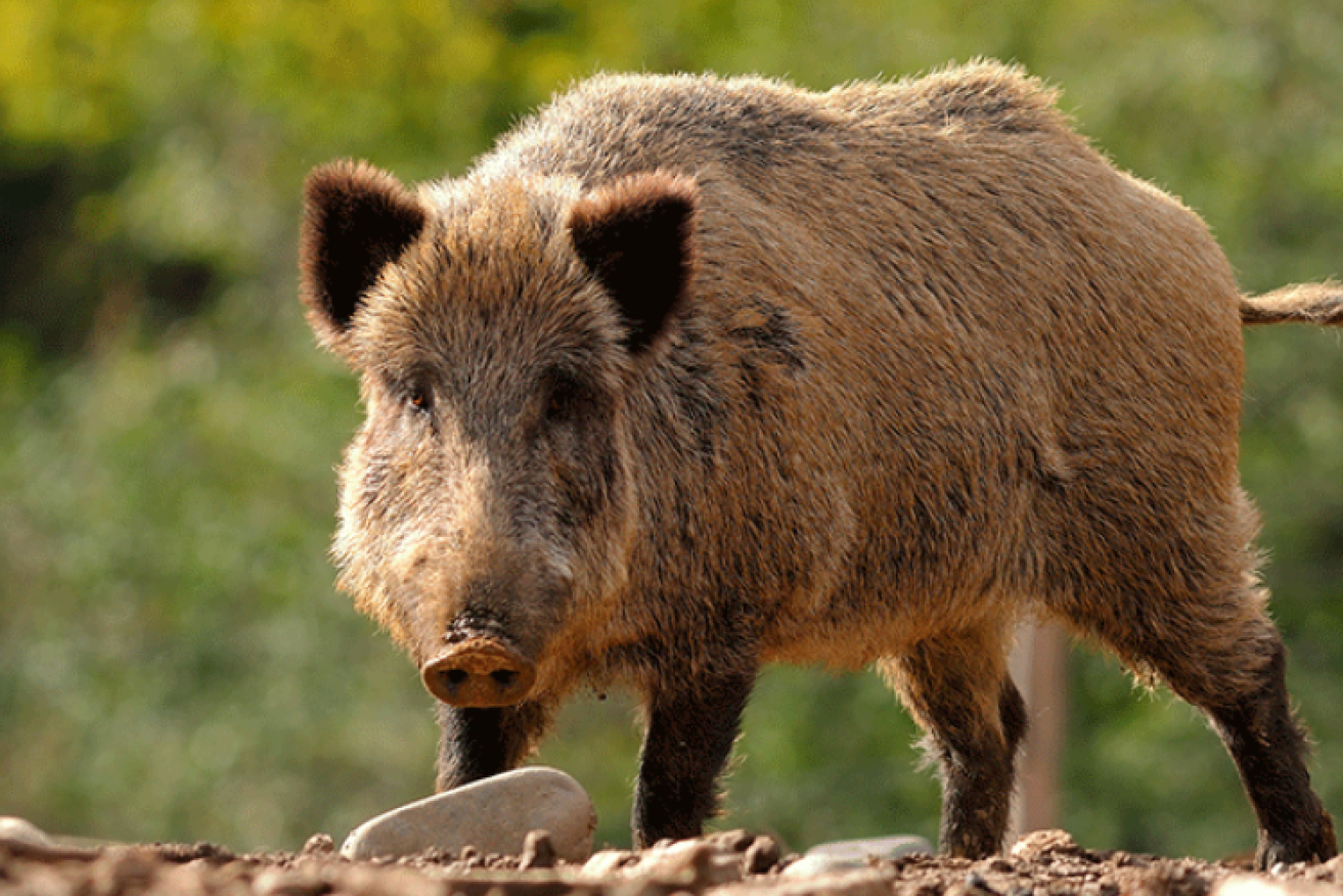 Katter's Australia Party wants more controls applied to feral pigs in the face of disease threats. (File image)