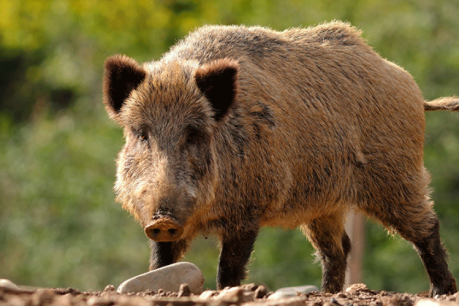 Farmers go the whole hog with new technology to catch feral pigs- see video