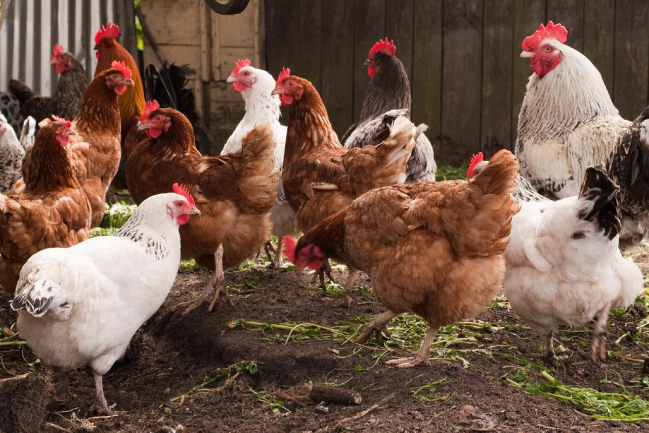 A second human case of the deadly bird flu has been discovered in the US.  (Photo: Supplied)