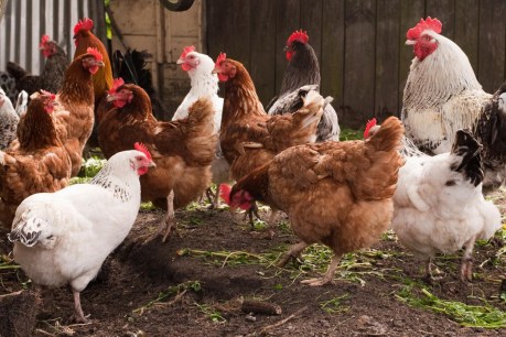 Poultry effort: How outdated chicken rules have left $500m industry in a flap