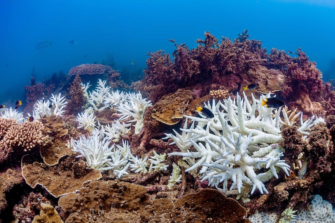 Coral bleaching near Magnetic Island, after a bleaching event in 2020.(Supplied: Victor Huertas/ABC)