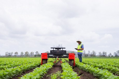 From salad bowl to Silicon Valley: how the west has won Queensland’s ag-tech race