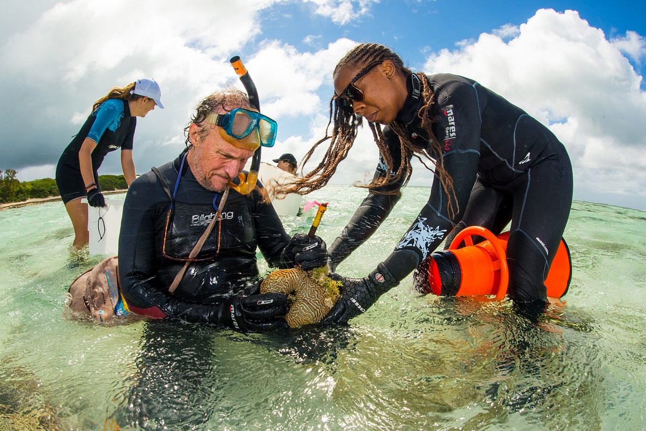DO NOT USE OTHER THAN FOR SPECIFIC STORY
Southern Cross University professor and coral IVF pioneer Peter Harrison and a team of researchers check coral for eggs and sperm on Heron Island in Queensland. (AAP Image/Supplied by Great Barrier Reef Foundation) 