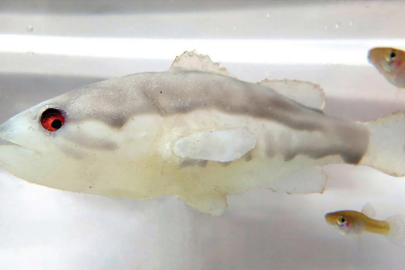 A supplied image obtained on Thursday, December 16, 2021, of a robotic fish (left) that mimics the natural predator of mosquitofish (right) and induces fear that leads to behavioural, morphological, and reproductive changes in the fish. (AAP Image/Supplied, Giovanni Polverino) NO ARCHIVING, EDITORIAL USE ONLY