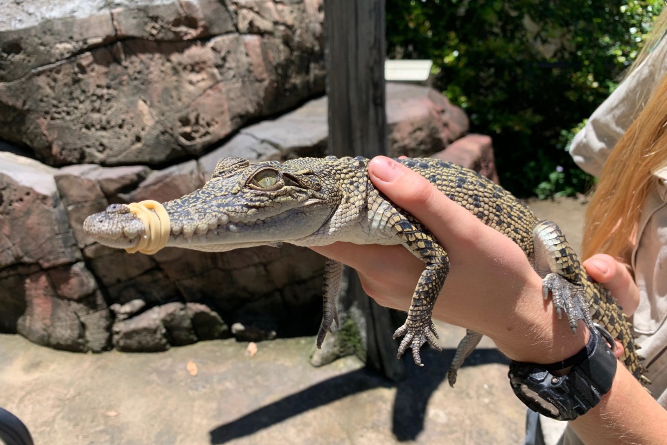 Snappy, the rescued crocodile in the hands of a wildlife carer on the Gold Coast.
