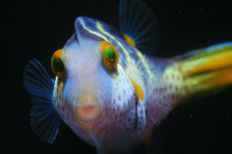 The new Nemo? Stunning images show Reef, and puffer fish, like never seen before