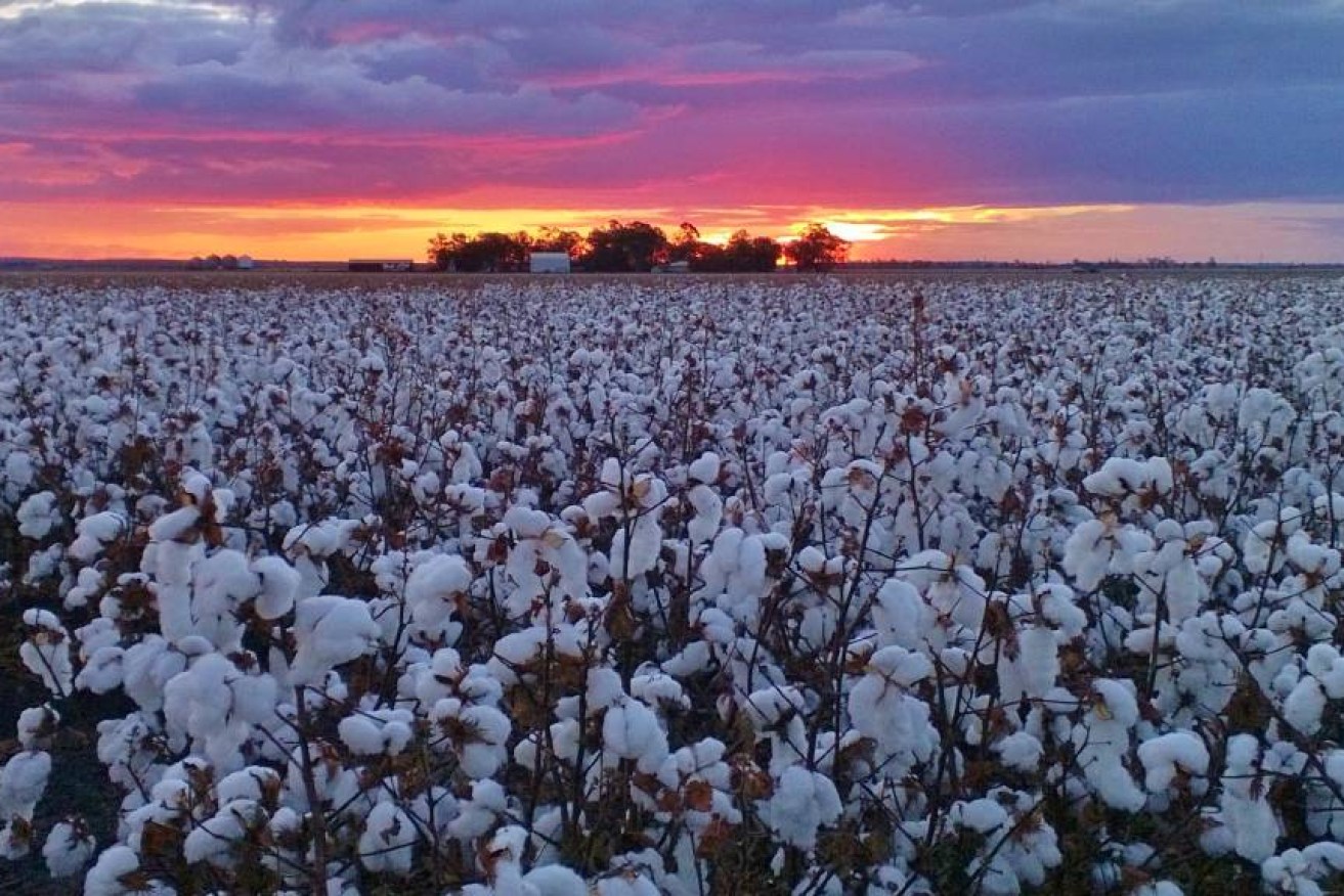 Cotton has helped Queensland power to a near record summer crop.