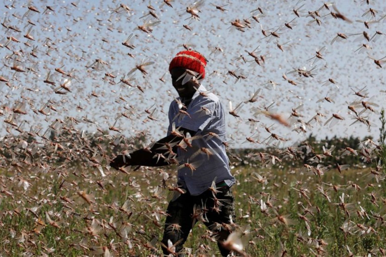 Scientists say early summer rains have created the perfect environment for a locust plague (Reuters photo).