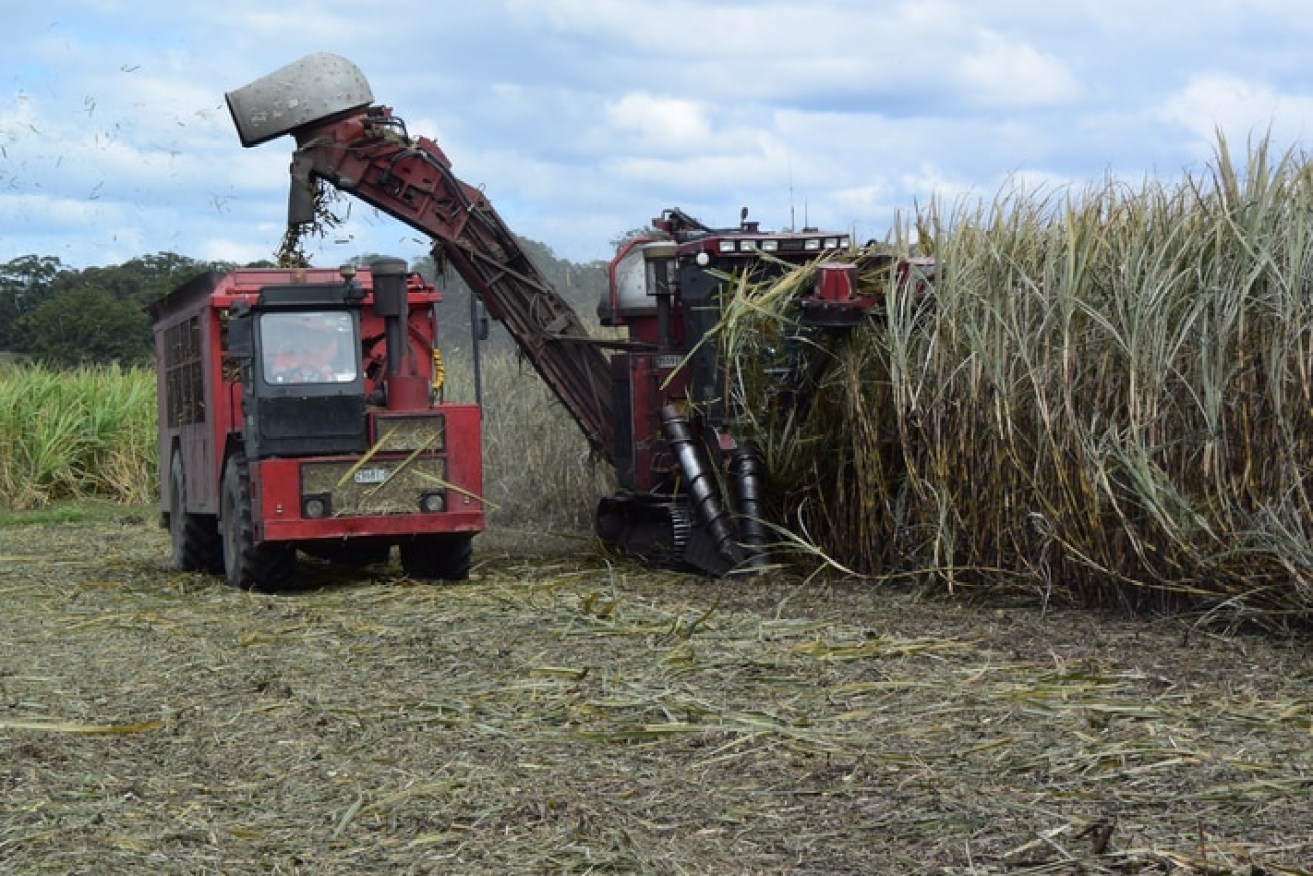 A range of issues, including weather and mechanical breakdowns, have left Queensland cane farmers battling to get their harvest done. (Photo: File image/ABC)