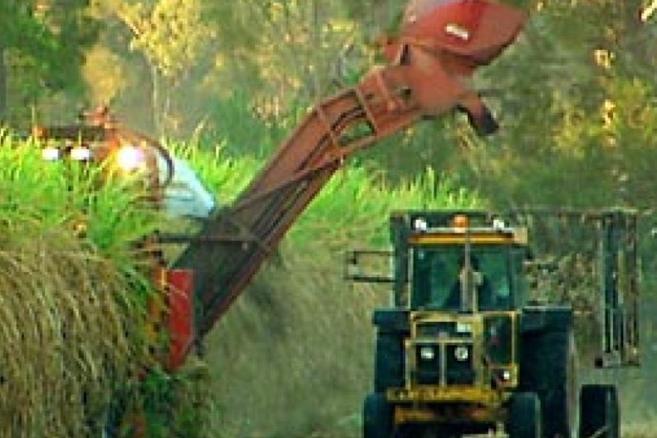 Queensland's sugar cane growers want a slice of the renewable energy action.(Photo: ABC)