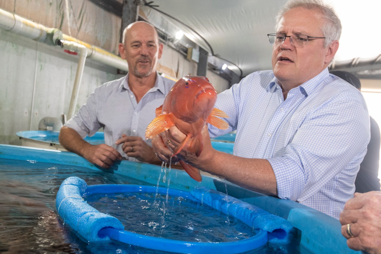Prime Minister Scott Morrison is seen touring the Australian Reef Fish Trading Co facility in Cairns.(AAP Image/Brian Cassey) 