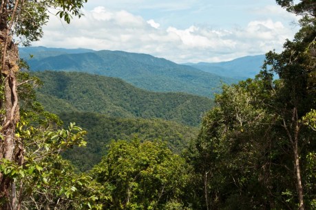 PNG rainforest saved in a deal to pave the way for green cement project