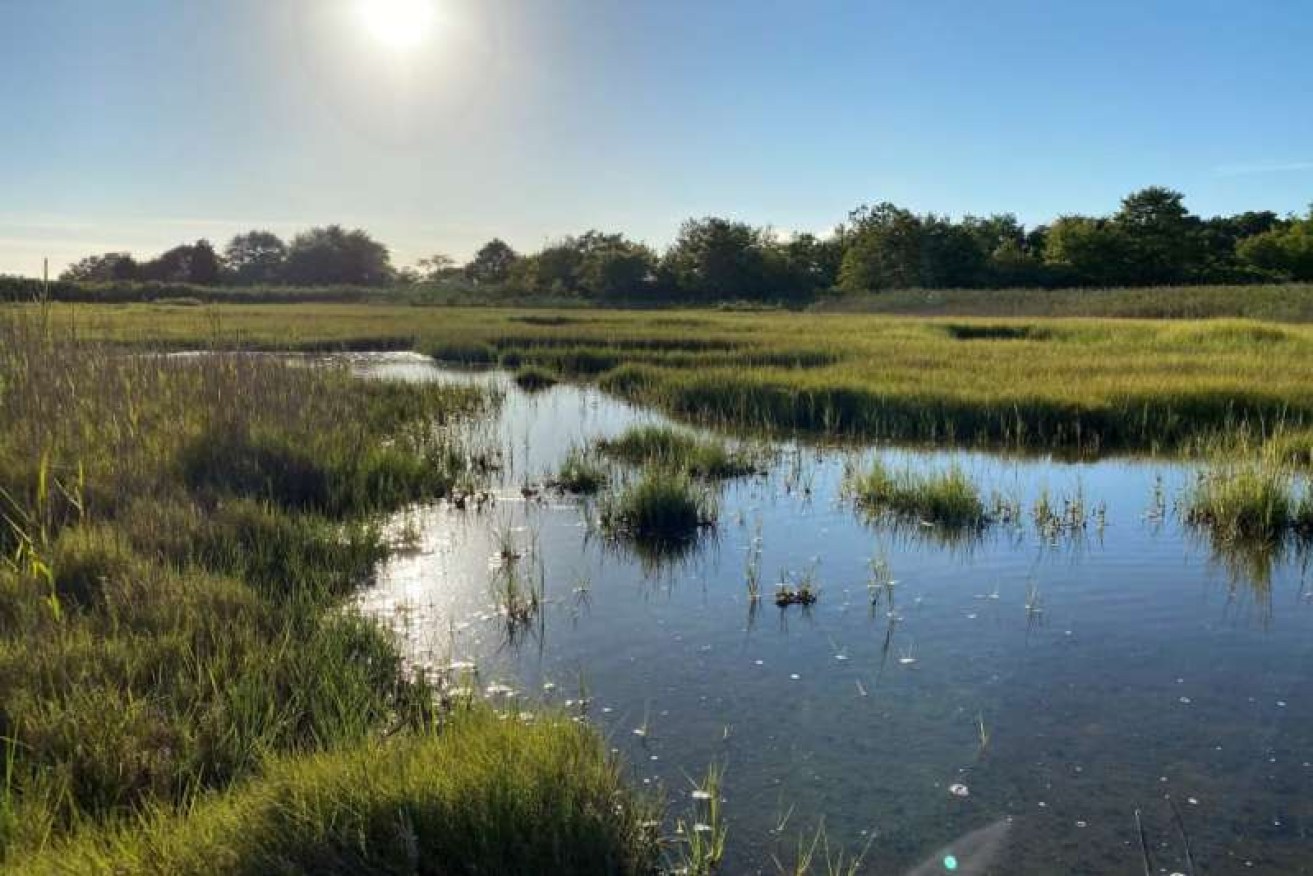Coastal wetlands that store large amounts of bio-carbon are set to become part of a new carbon credit scheme: Photo: Madeleine Meadows-McDonnell