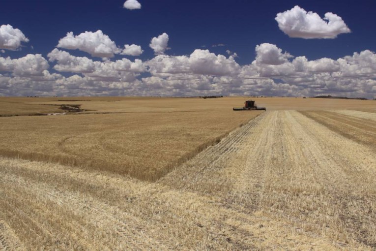 Grain strain: Graincorp half-year profit down 75 per cent, east coast production to blame