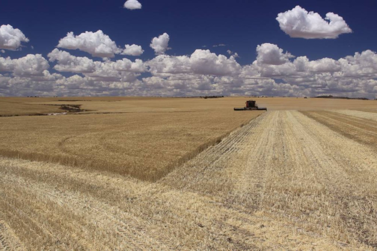 Australian scientists have discovered a gene that will improve wheat crops by up to 25 per cent.. (Image: Farm Weekly)