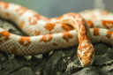 Man faces court after police find 26 snakes, dead and alive, in his car