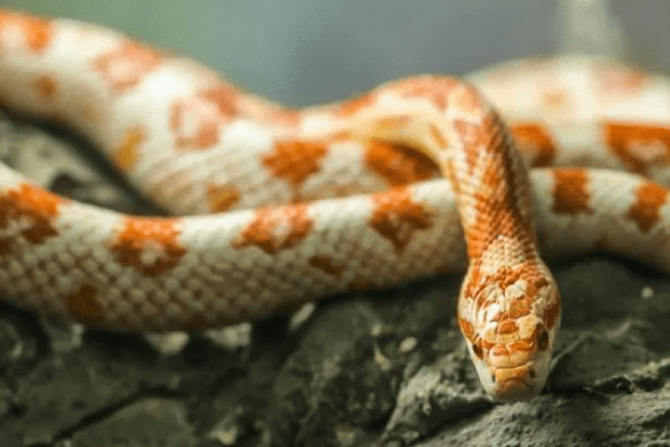 More than 30 American corn snakes have been found illegally smuggled into Australia. (Photo: PetMD).