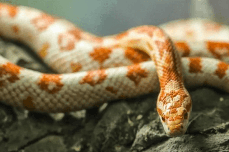 How did Queenslanders develop such an appetite for corn snakes?