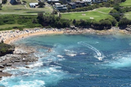 Chilling to the core: Sydney beaches closed after horror shark attack
