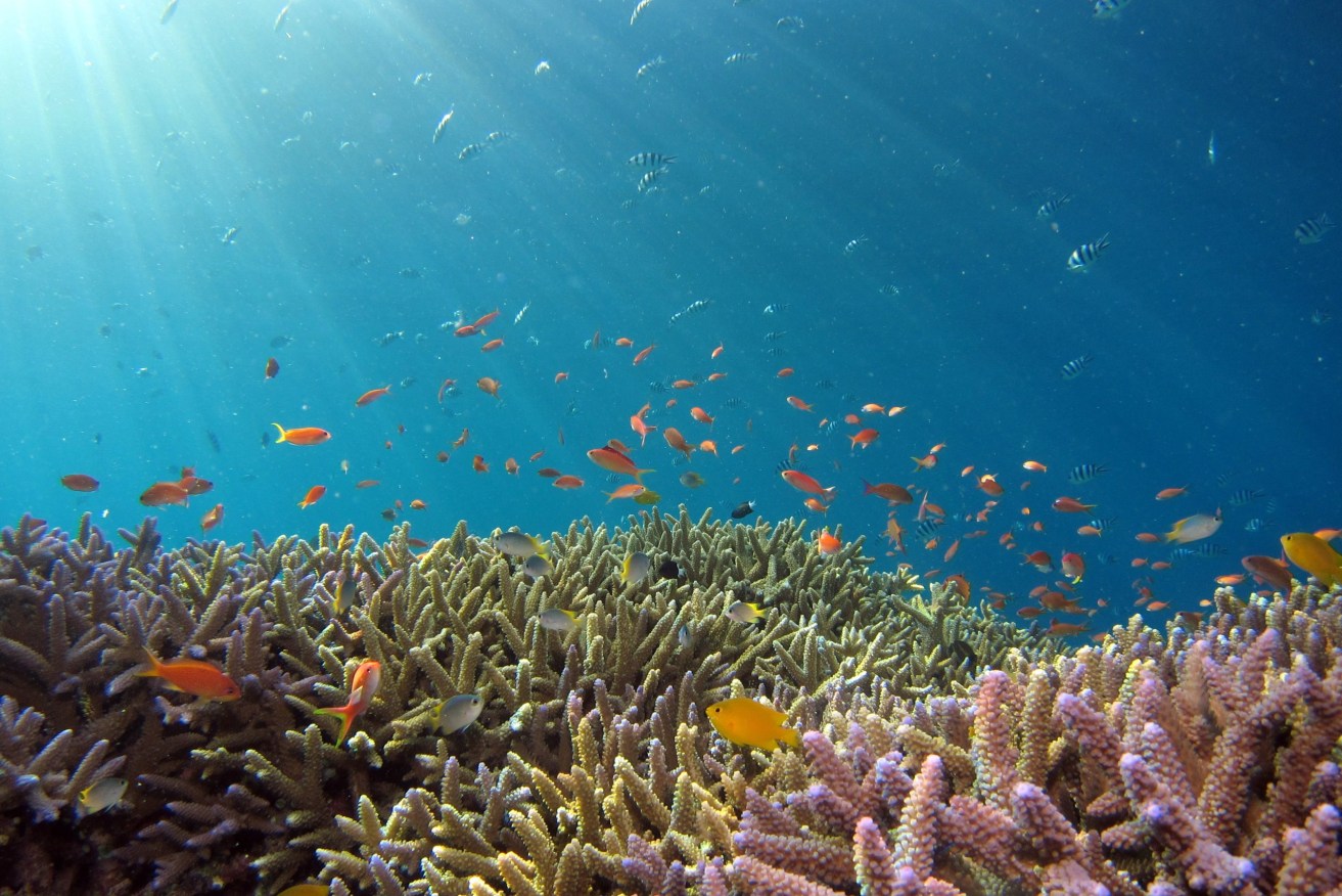 Even "safe haven" parts of the Great Barrier Reef are threatened by current levels of ocean temperature rises, a new study has found. (Photo: James Cook University)