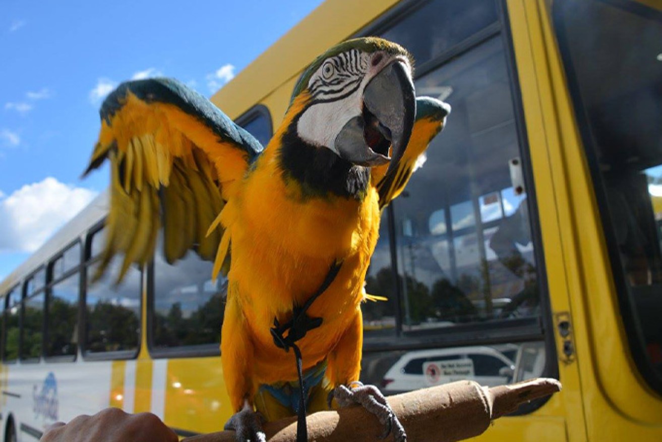 Roger the Macaw with The Sanctuary's Surfside Art and Music therapy bus.