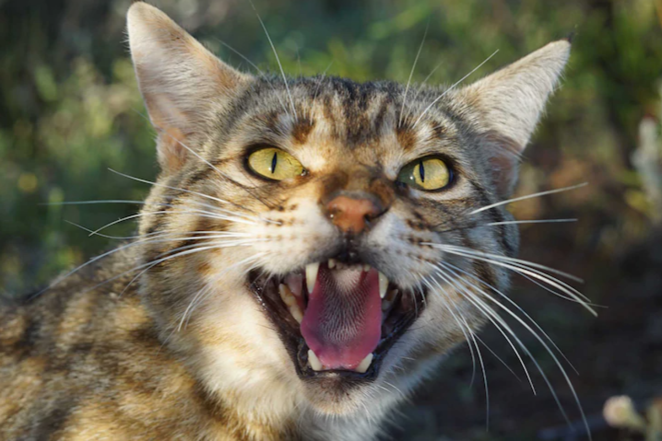 Cats are among the biggest killers of native wildlife. (ABC image).