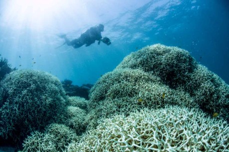 Reef hit with bleaching event ahead of crucial world heritage meeting