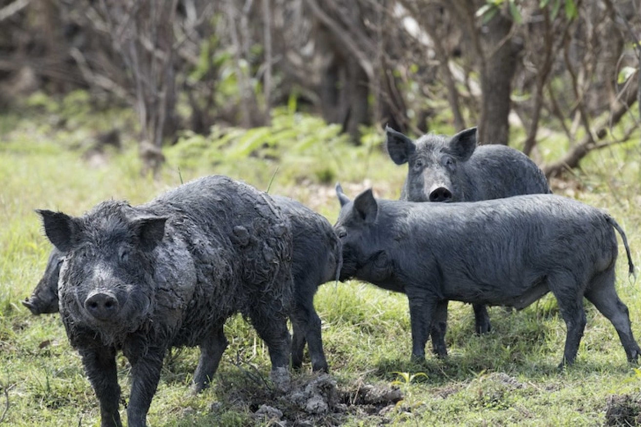 A group of feral pigs on Cape York. (Image: ABC)