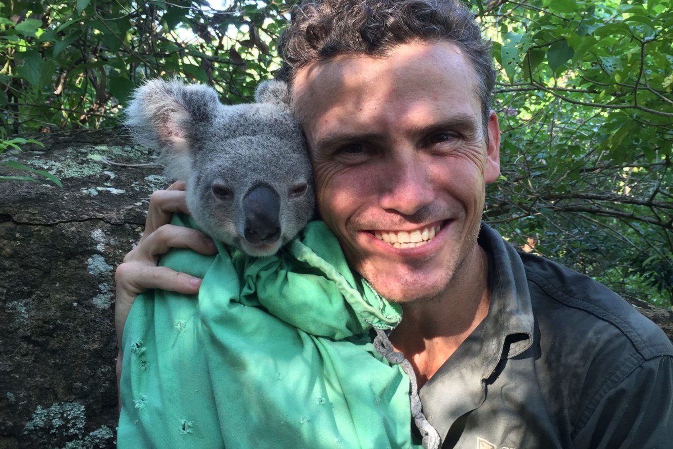 Sean FitzGibbon, from the University of Queensland's koala ecology group, with a rescued koala. (Supplied image)