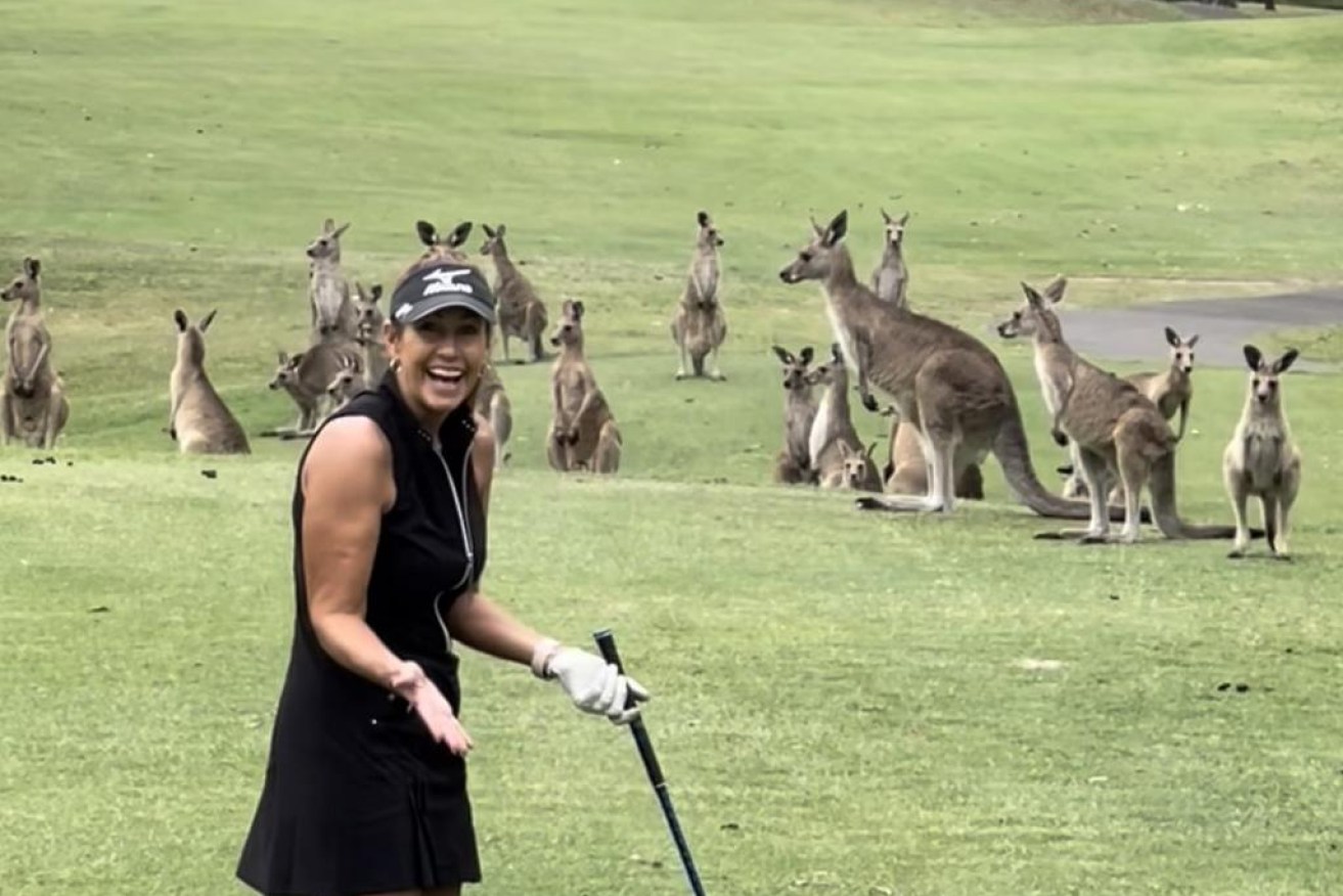 Large mobs of kangaroos gather on a fairway at Gold Coast's Arundel Hills Golf Club, where a woman was attacked by a large kangaroo on Friday. (Image: Facebook)