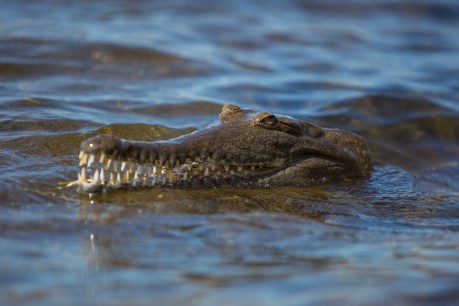 Wildlife officers sent to scene of freshwater croc attack