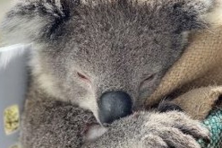 Double-whammy: Researchers find second ‘AIDS-like’ virus killing our koalas