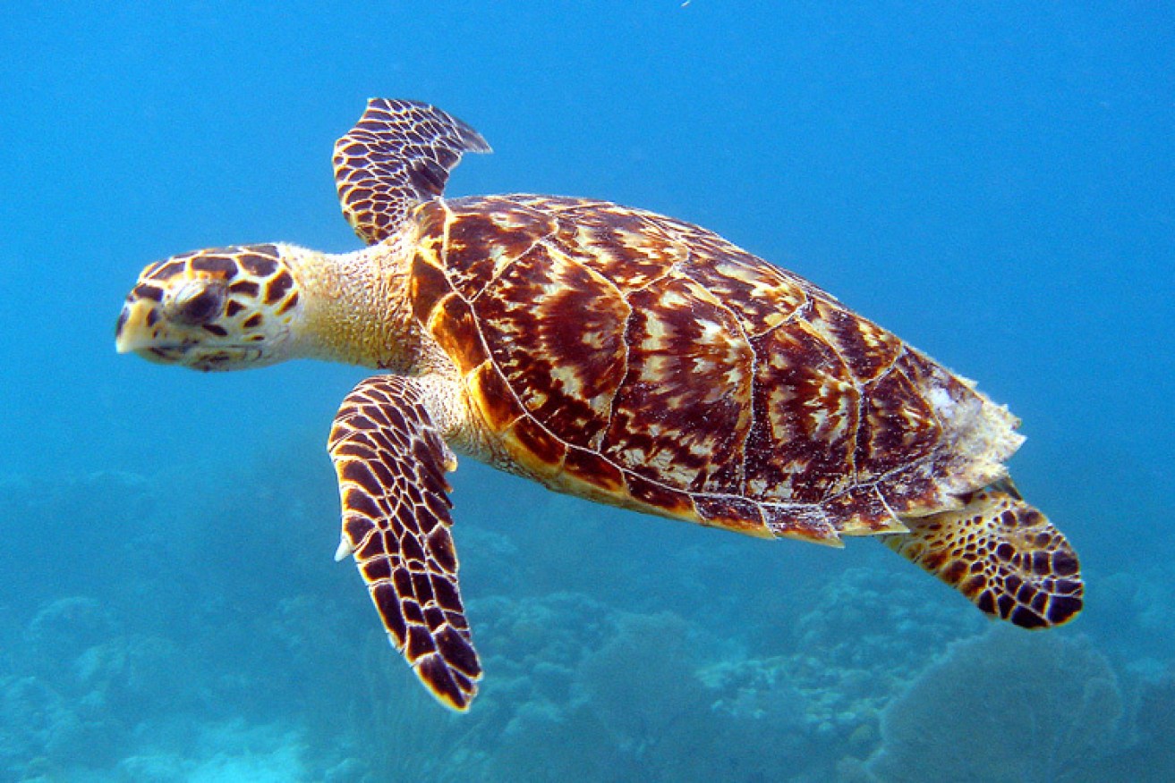 Hawksbill sea turtle (Image: USFWS)