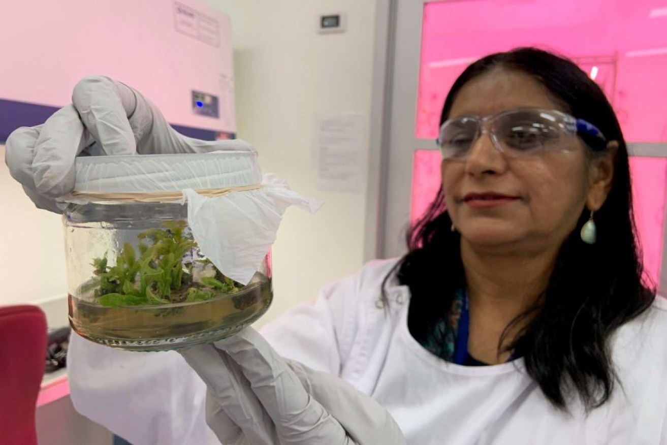 Queensland scientist Professor Neena Mitter has played a key role in developing a new bug spray. (Photo: ABC)