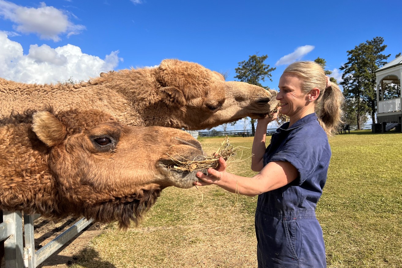 One hump or two? Margie Bale tends one of her dairy camels at Summer Land Camels, Harrisville. (Photo: Supplied).