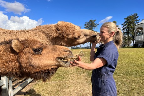 Going rogue: Why this vet has big plans for feral camels