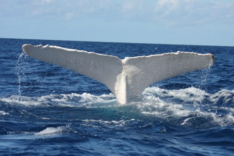 40,000 whales in 10,000km migration, but still only one true ‘rock star’