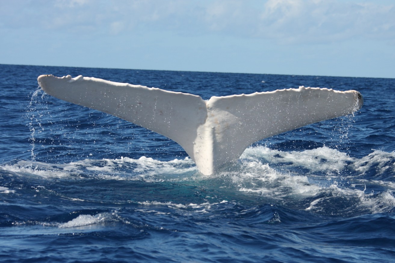 Whale watchers and scientists alike are anxiously watching for the reappearance of white humpback whale Migaloo. Photo: Pacific Whale Foundation).
