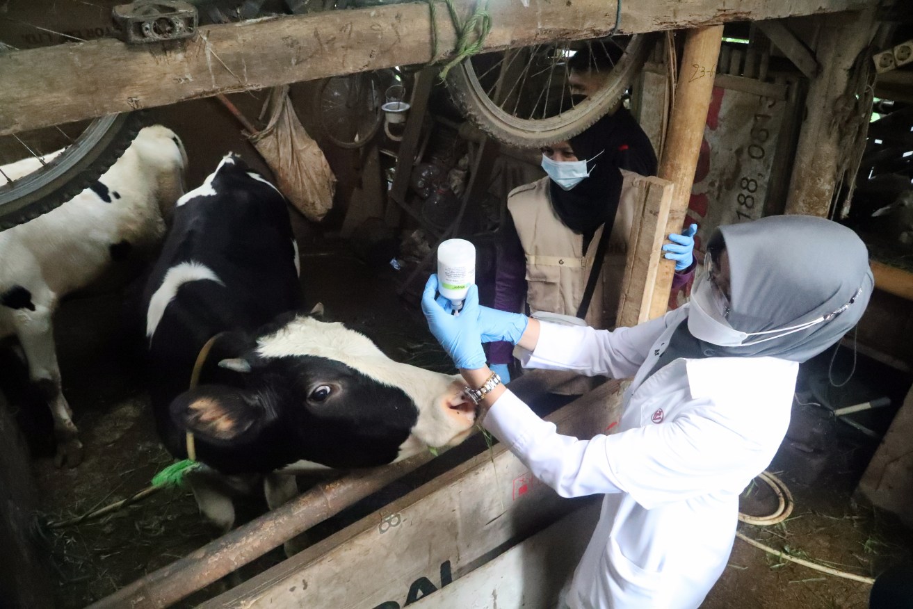 A veterinarian prepares a dose of foot-and-mouth vaccine at a farm in Bogor, West Java, Indonesia. Indonesia is intensifying inspections of cattle and taking steps to prevent the spread of the bovine virus.  EPA/BAGUS INDAHONO