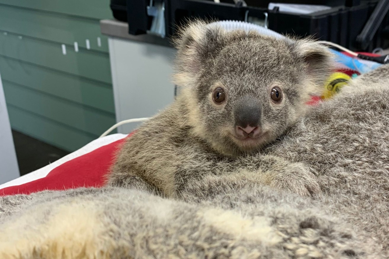 UQ  researchers have questioned a koala rescue scheme (file photo)