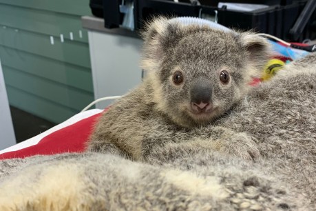Study finds koala rescue plan may not be working
