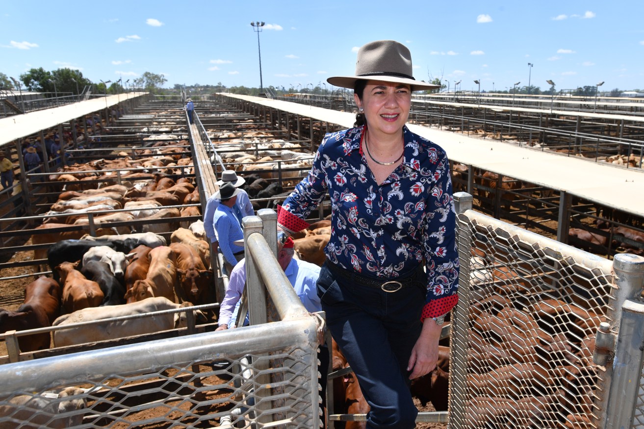 Queensland Premier Annastacia Palaszczuk is seen visiting the Roma Saleyards in chia 2918 file image. Premier Palaszczuk announce her government would set up a Farm Debt Restructure office to assist primary producers experiencing financial distress. (AAP Image/Darren England) 