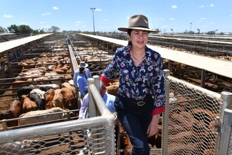 Queensland to go it alone on foot and mouth with biosecurity task force