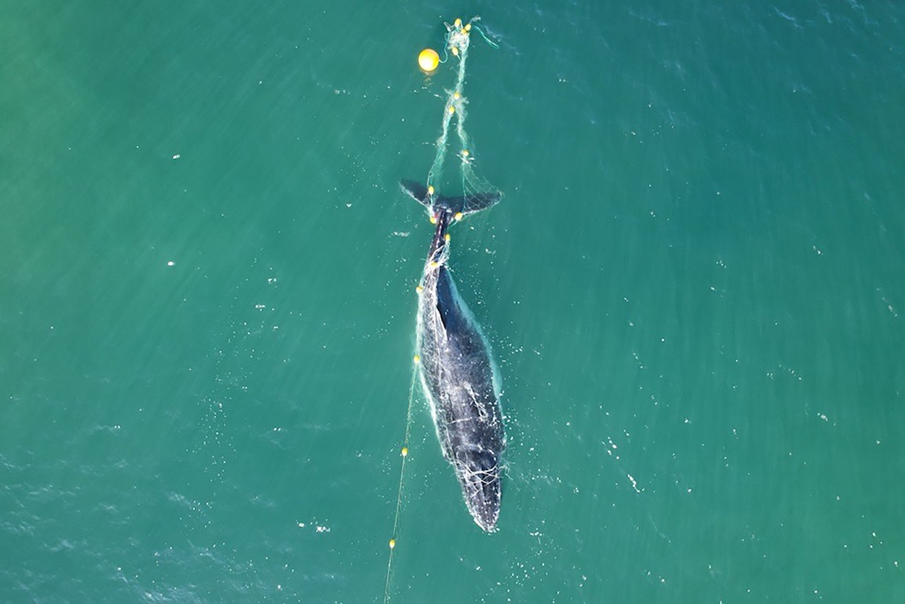 A whale needed to be rescued after becoming tangled in a shark net off Noosa. (AAP Image/Supplied) 
