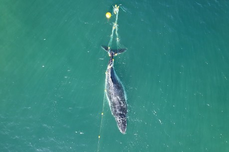 All tied up: Expect more whales in shark nets, say activists