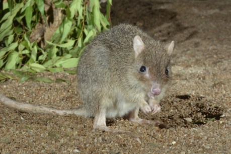 Fenced in and free from harm: Race to protect tiny Aussie mammal