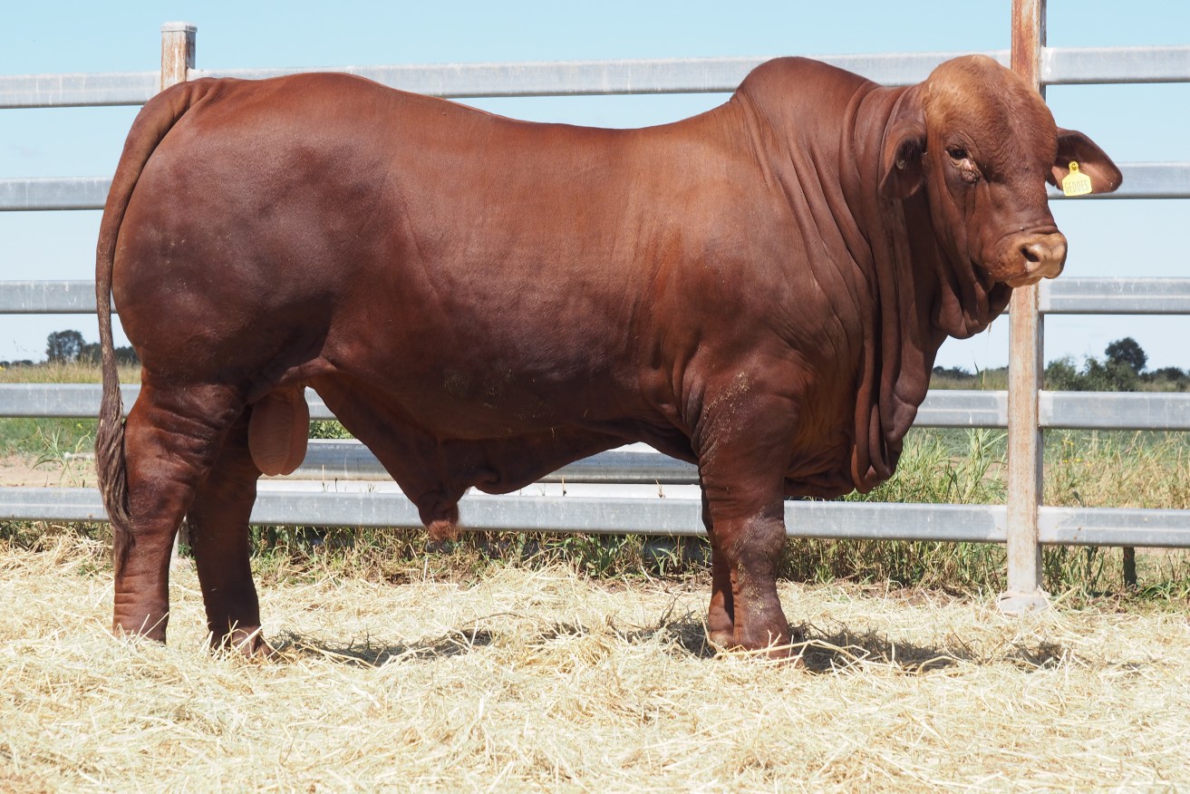 Top selling Droughtmaster bull Oasis Long John, which fetched a breed record $220,000 price in Rockhampton this week. (Photo: Droughtmaster Australia)
