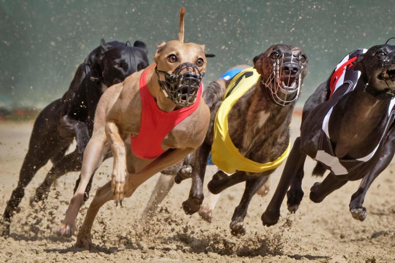 NSW Greyhounds have apologised about a bad-taste joke aimed at Broncos footballer Ezra Mam. (FILE IMAGE(